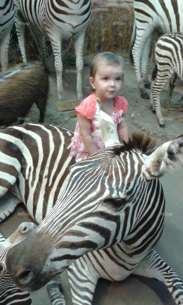 ridden zebra