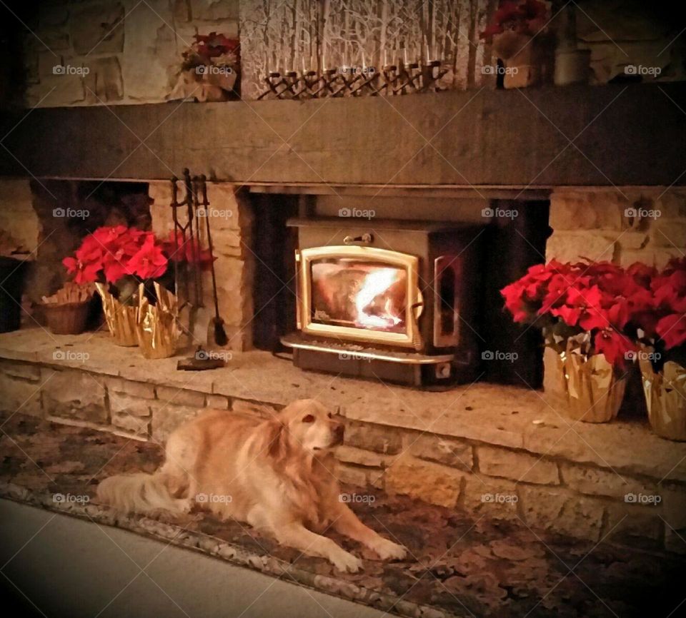 Christmas. Dog in front of fire