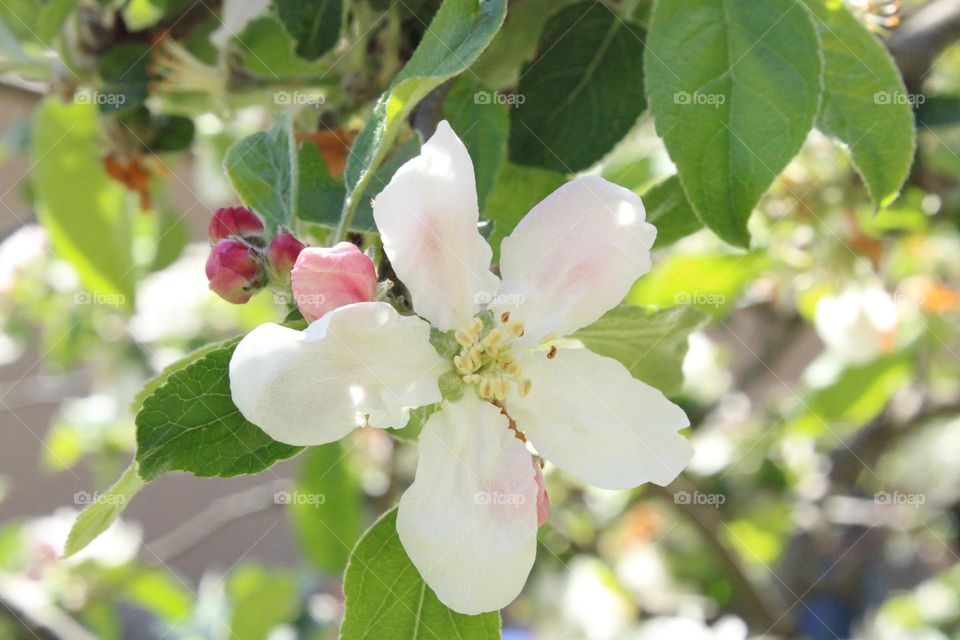 Spring flowers 🌸💗🤍