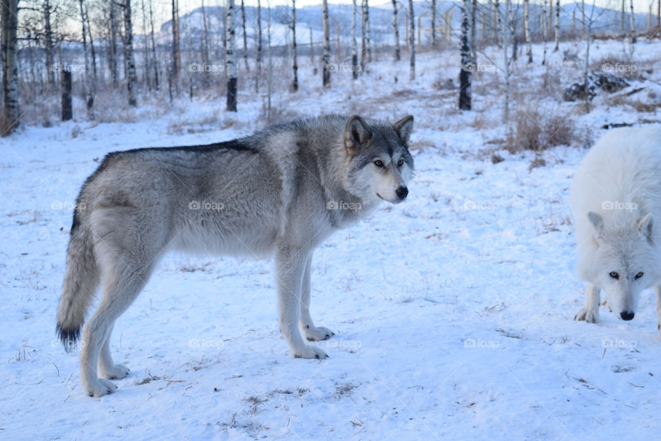 Wolfdog Wildness