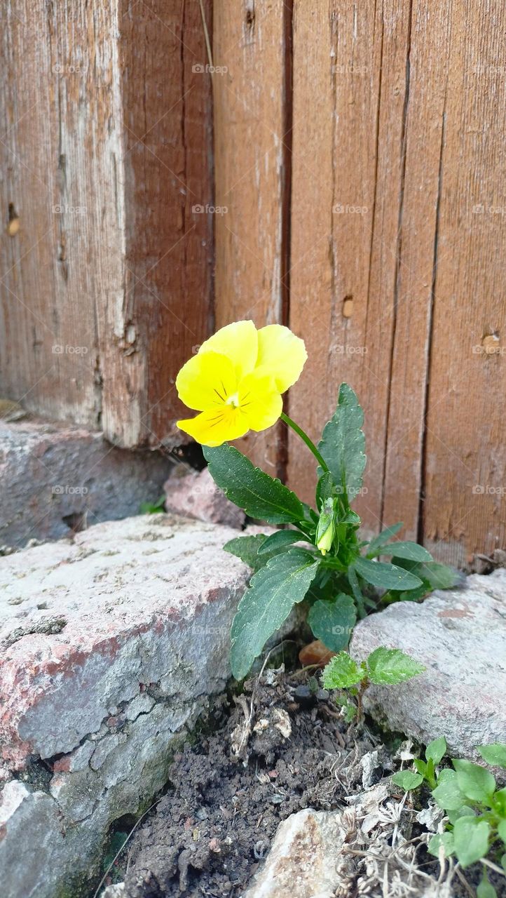 urban landscape, plants in the city, yellow flower in bricks, yellow, flower, wall, brick, stones