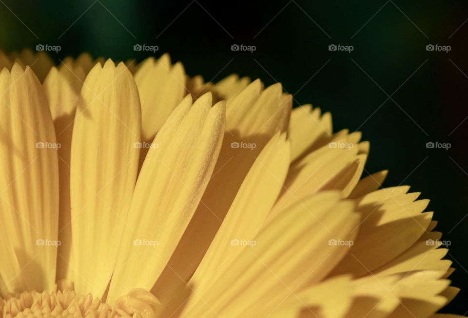 Close up of yellow flower petals