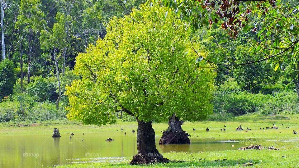 View of green trees in forest