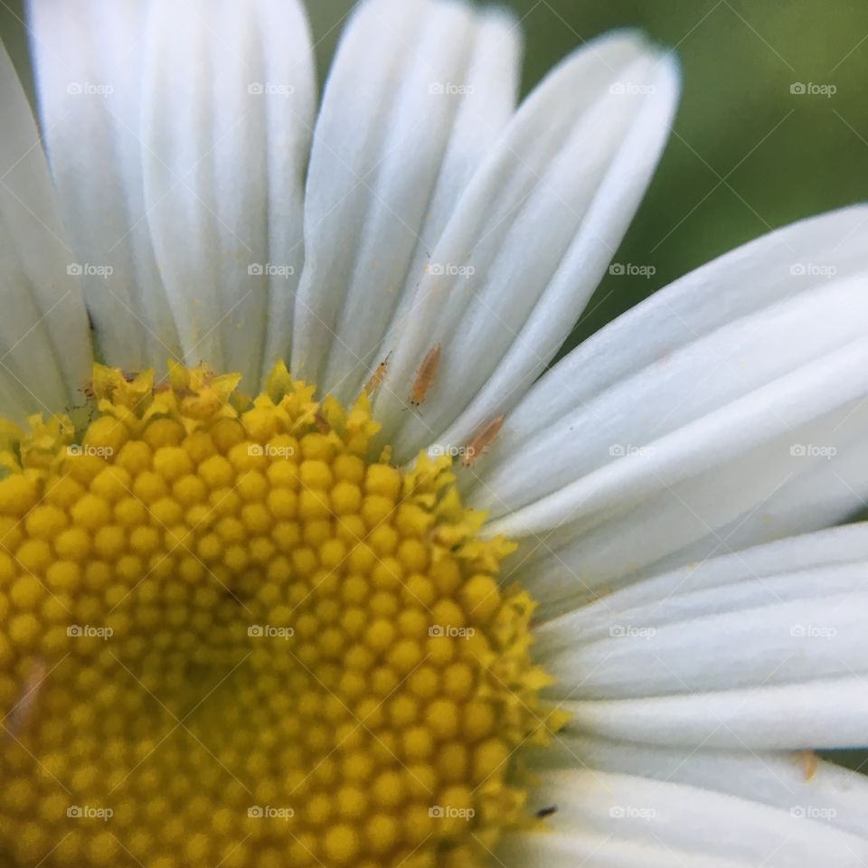 Tiny bugs on daisy