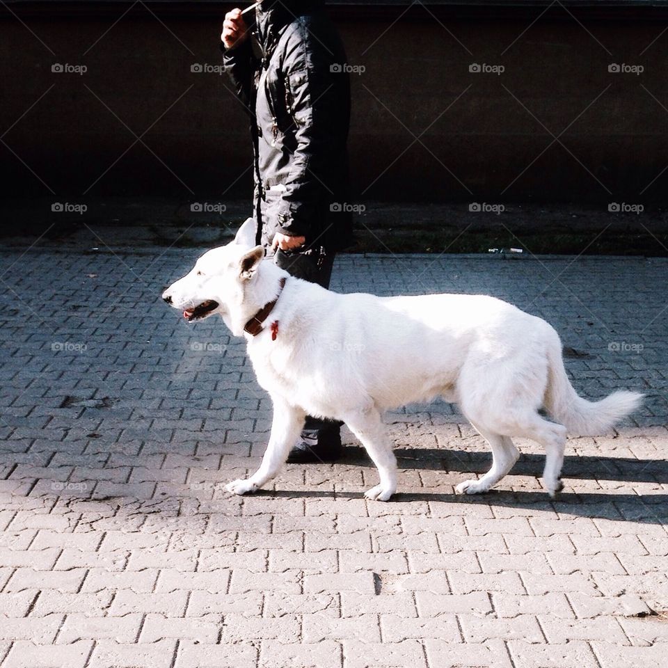 White dog