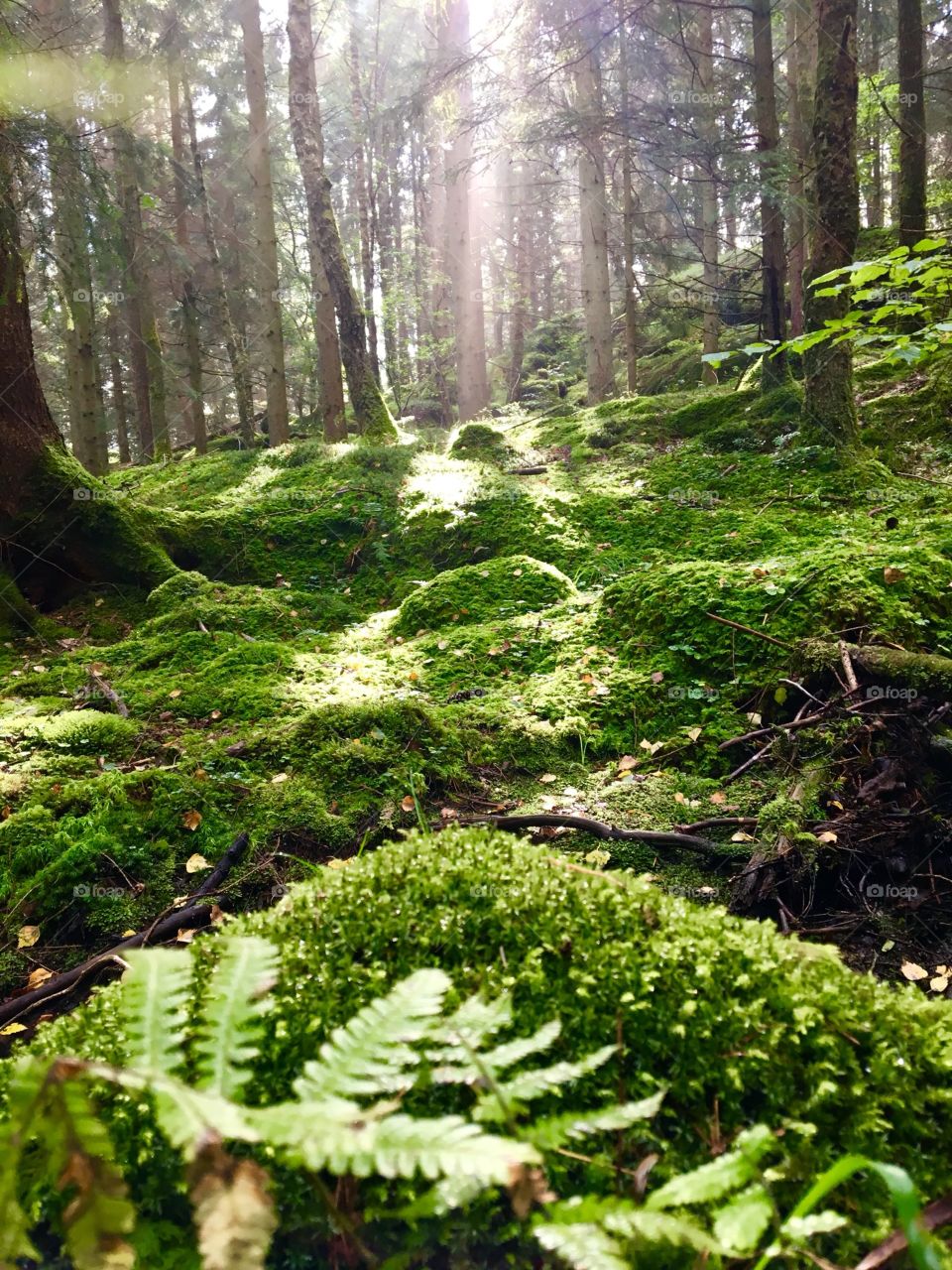 Forest beauty