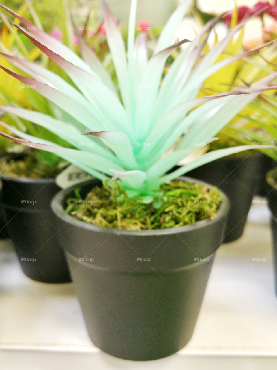 What the pots contain