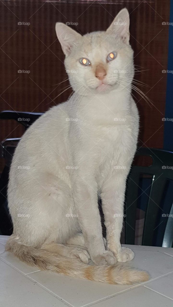 beautiful white cat with blue eyes very cute