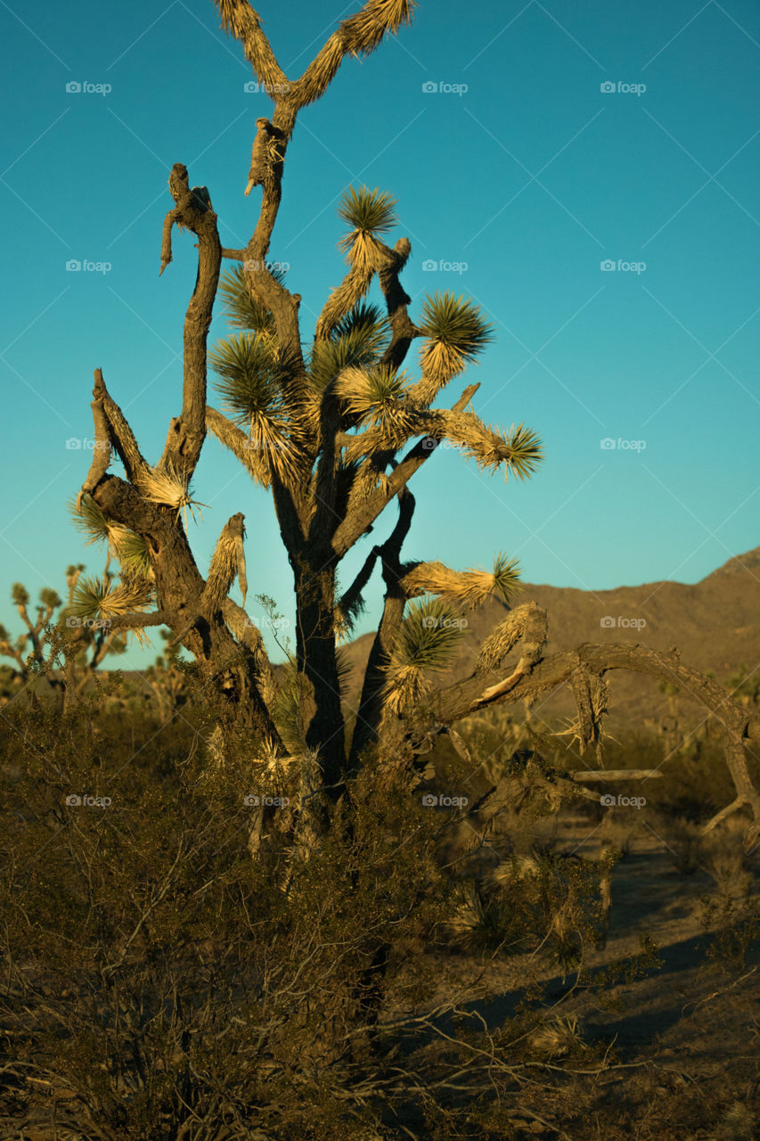 Joshua trees in the Arizona desert. 