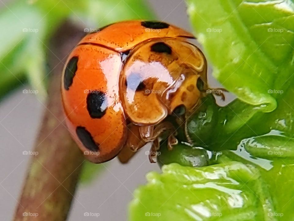 ladybug🐞