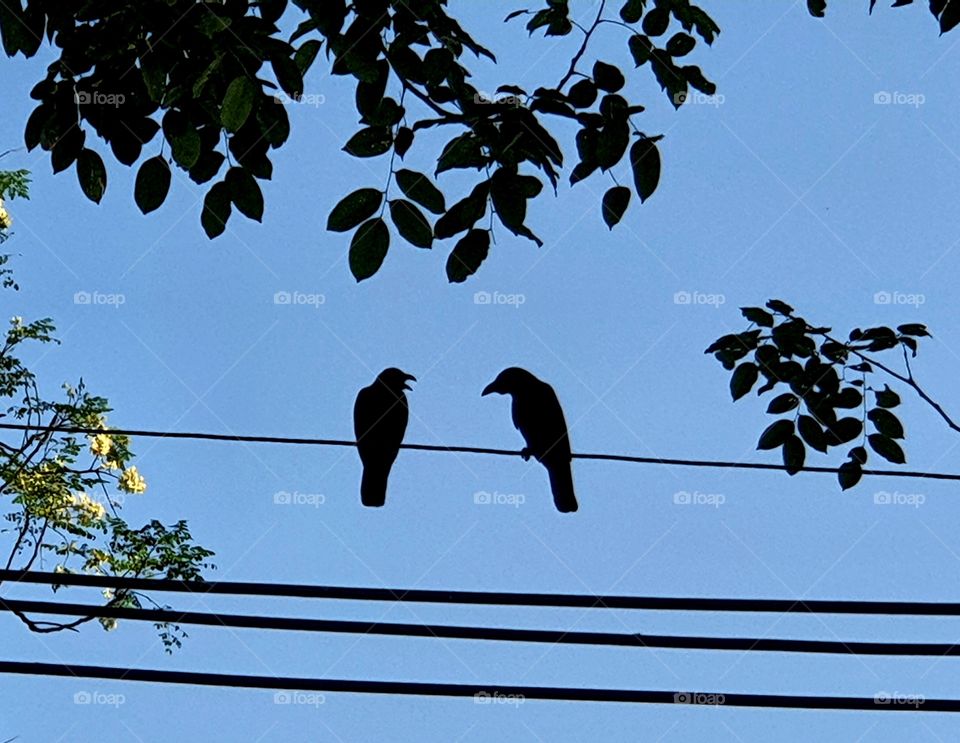 Two crows sitting on the cable line