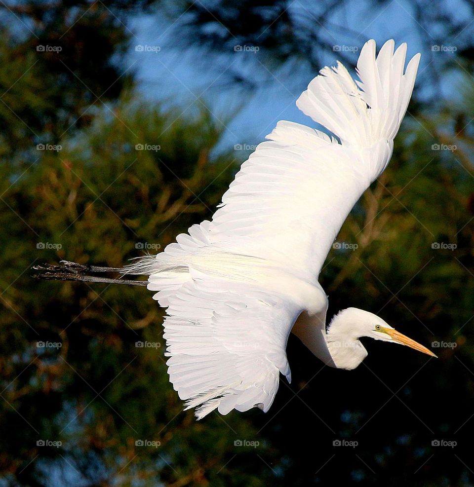 Egret in Flight