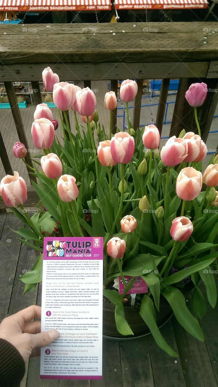 Tulipmania