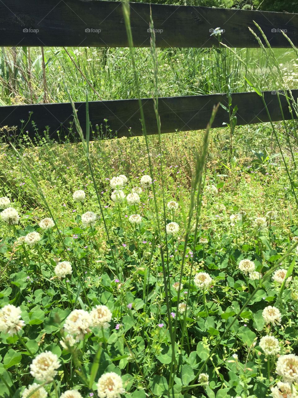 Field of clover