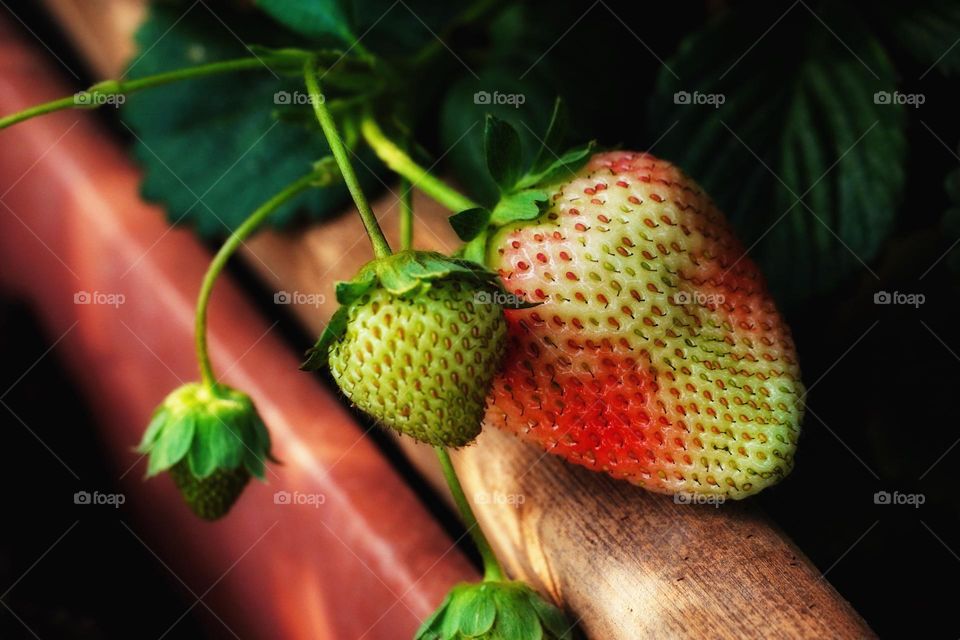 Strawberry in the garden 