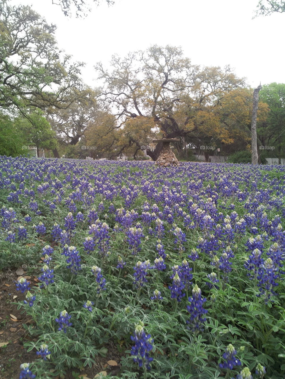 flowers, bluebonnets