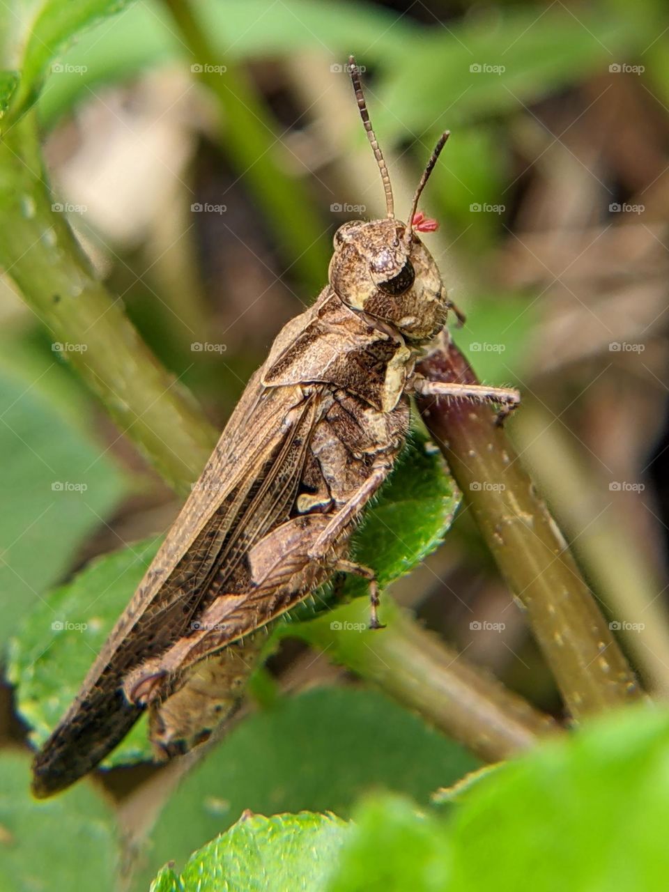 brown grasshopper