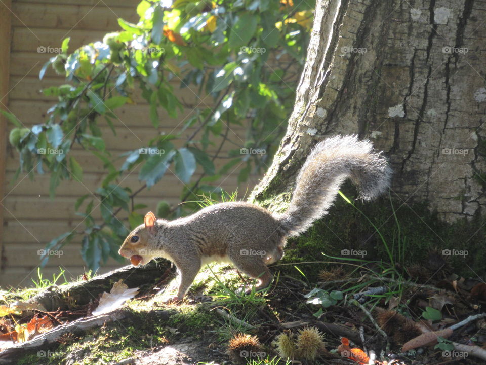 Squirrel carrying a acorn with the sunlight shining down 🐿🌞