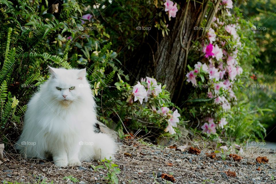 Persian cat in the garden 