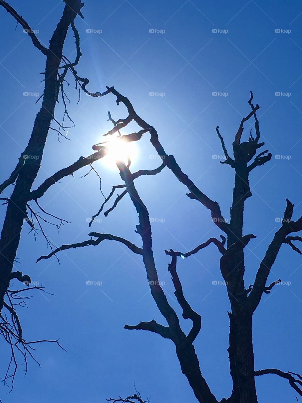 Sunshine through dead trees 