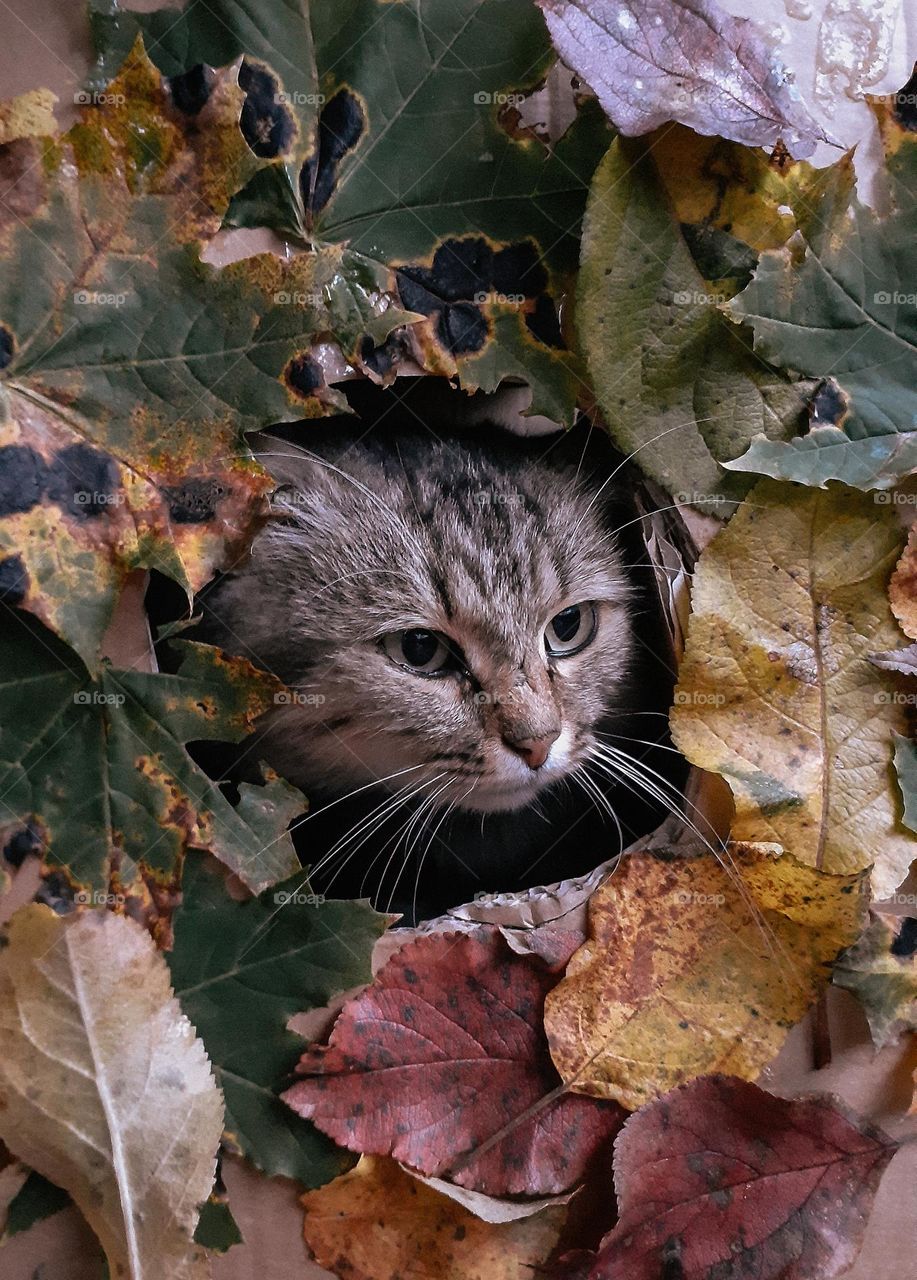 Portrait cat in an autumn leaf