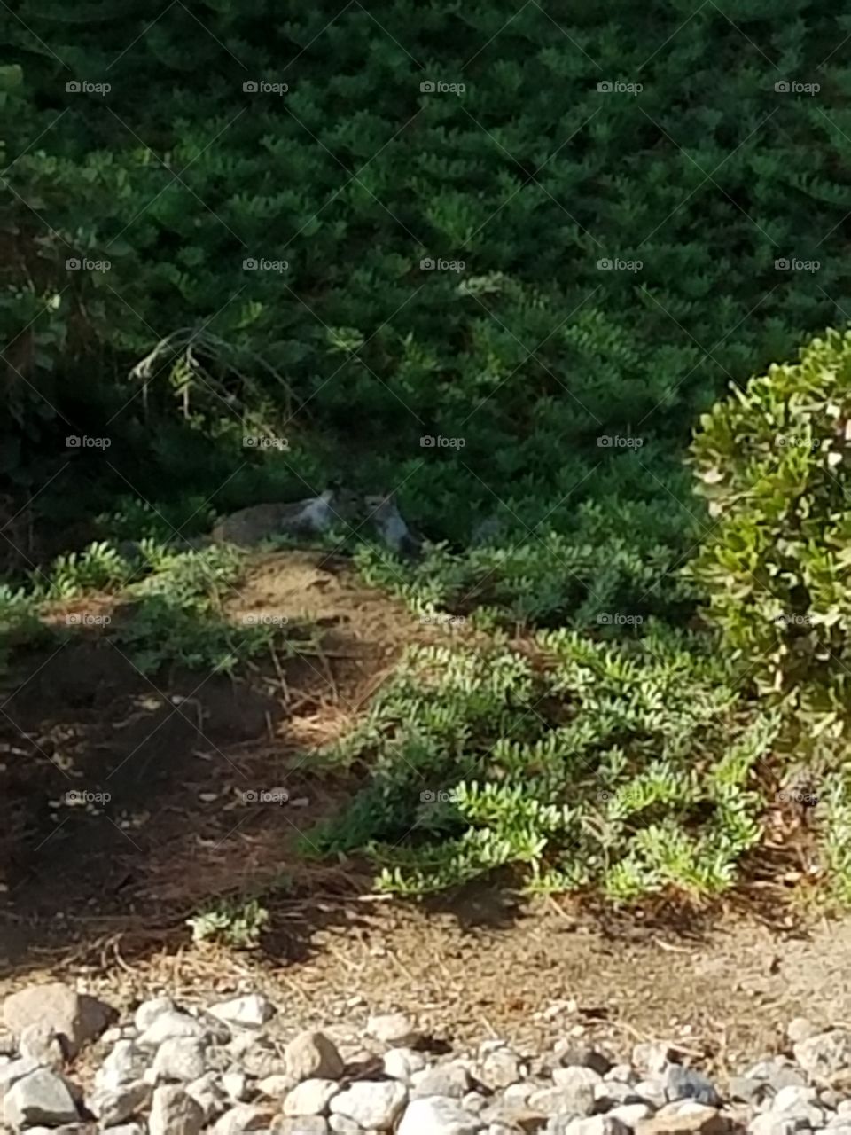 2 native ground squirrels