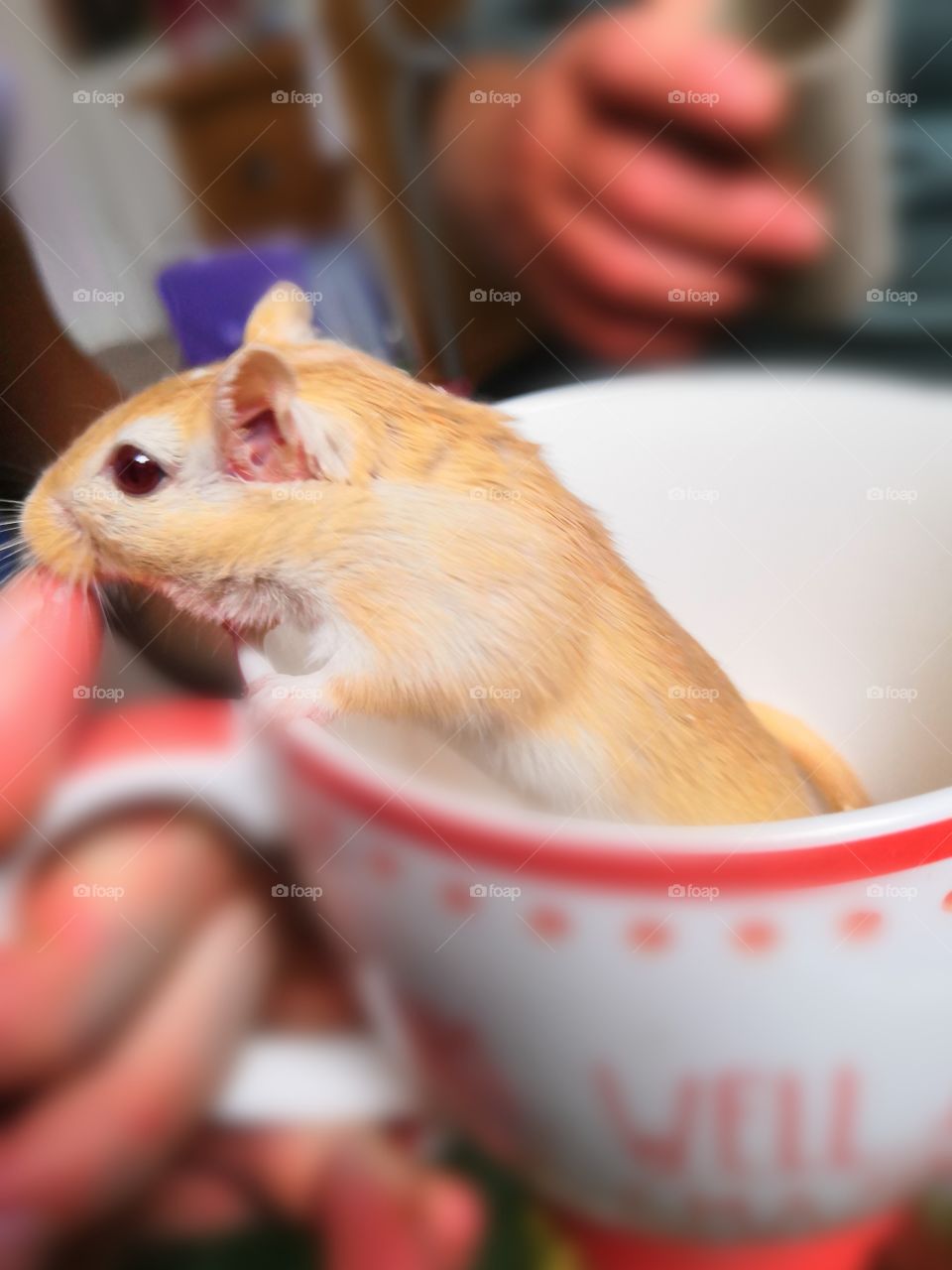 Gerbil in a mug sniffing at the hand holding it