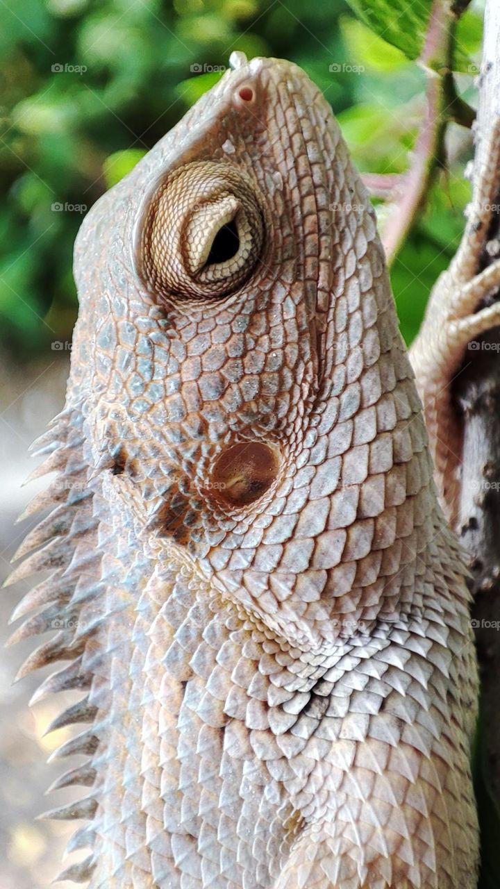 Oriental Garden Lizard