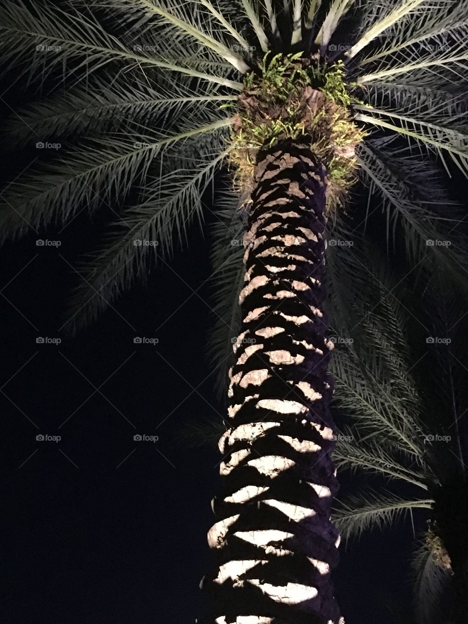 Palm tree