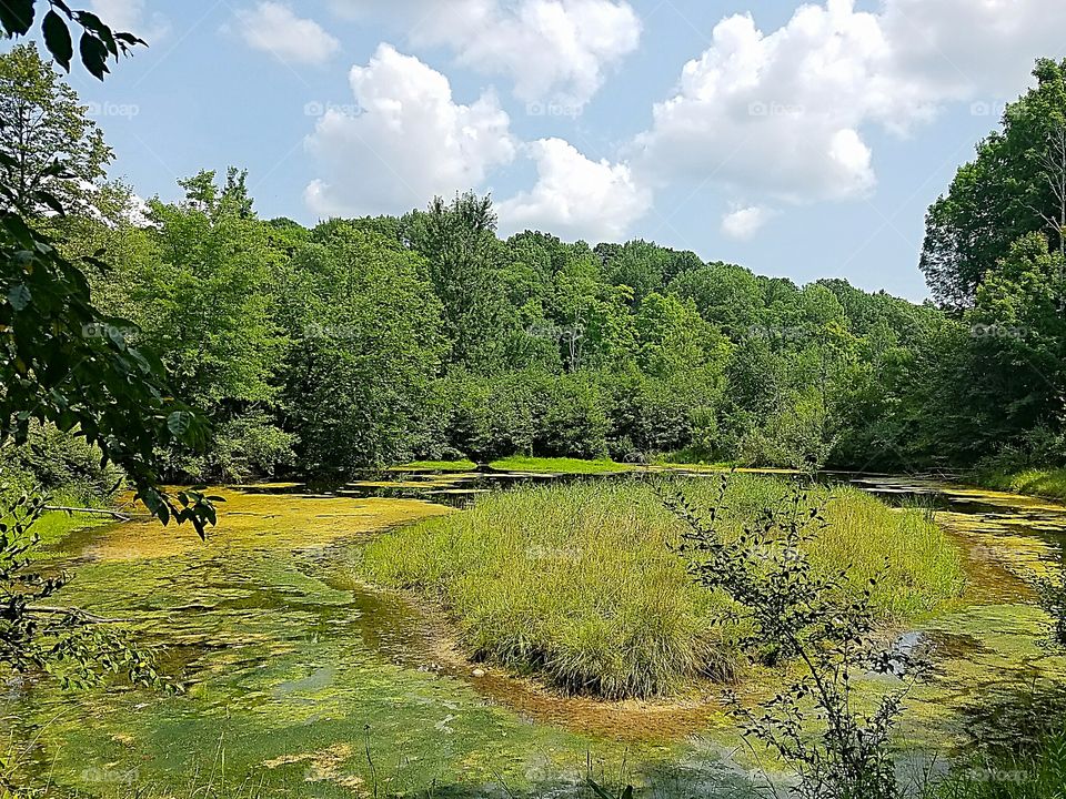 A pond with an island