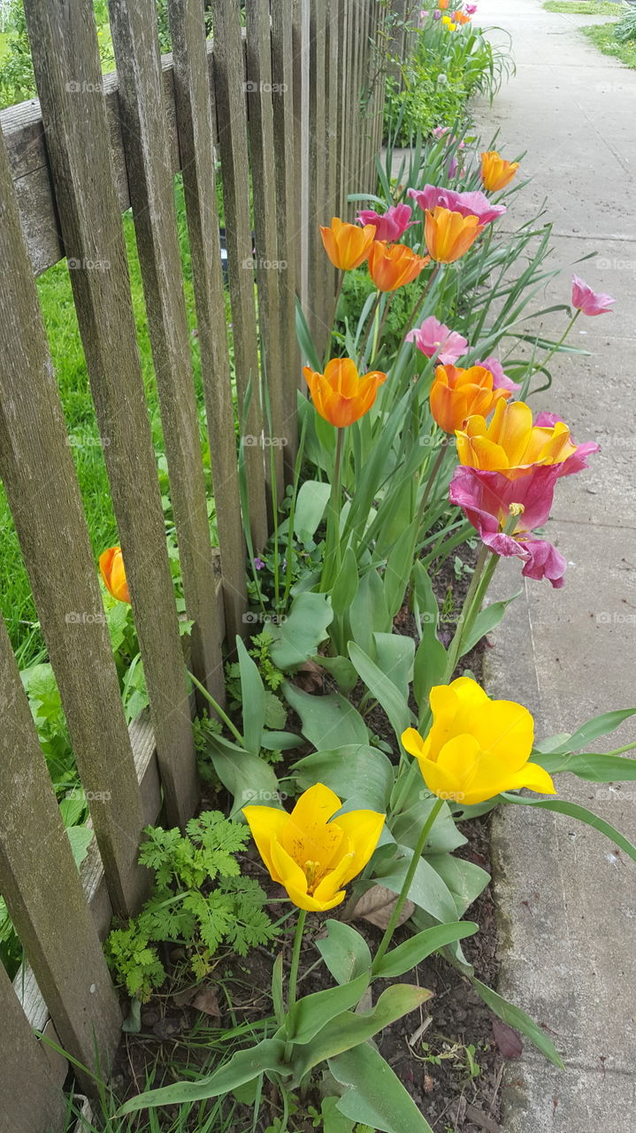 Fence and tulips
