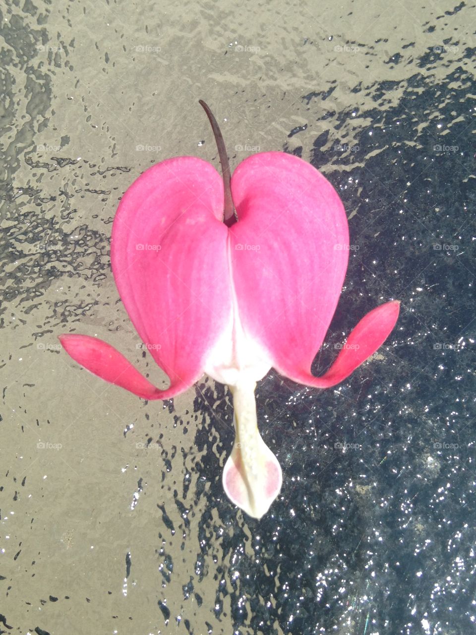 Bleeding heart close up