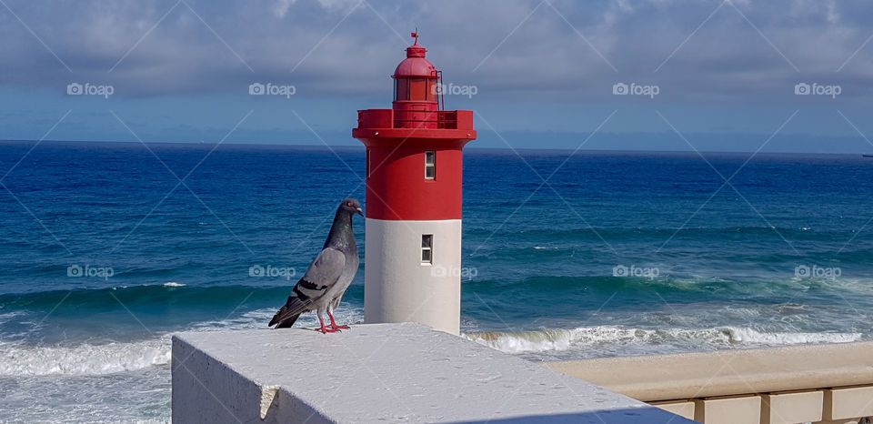 Grey pigeon & red and white lighthouse at Umhlanga Beach, South Africa, with the warm Indian Ocean in the background