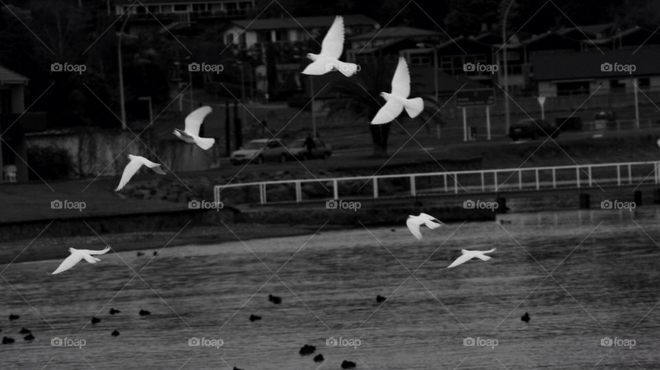 white travel black birds by mmcook