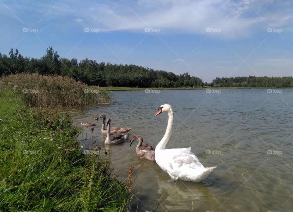 swans family on a lake summer landscape