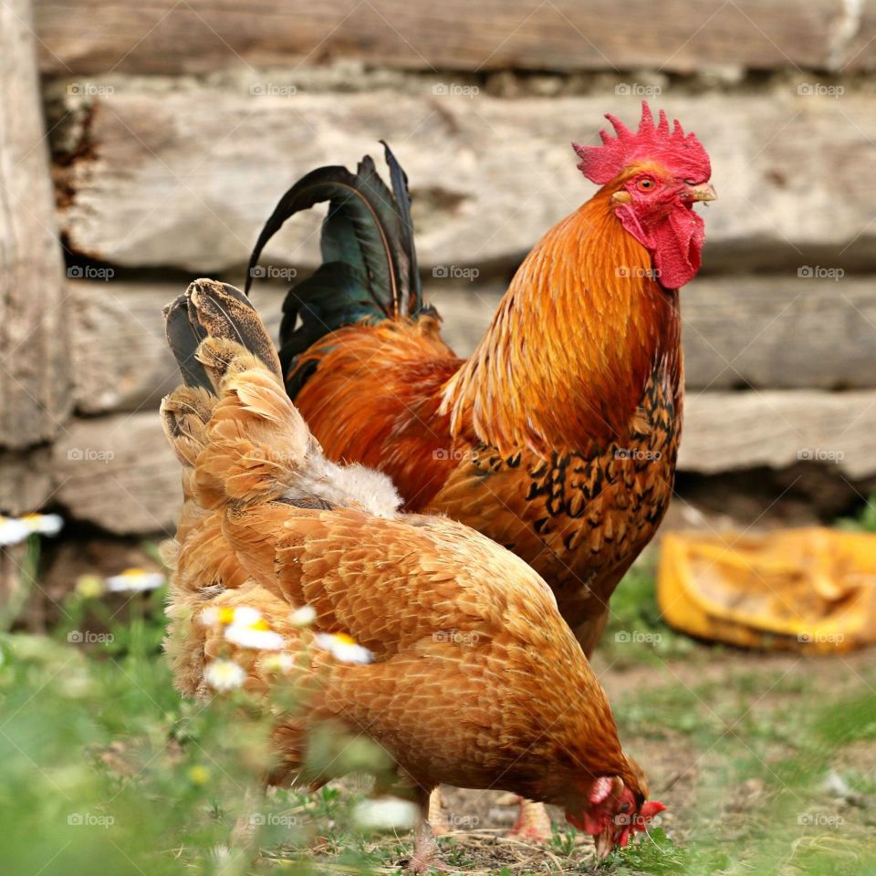 two chickens in a farm
