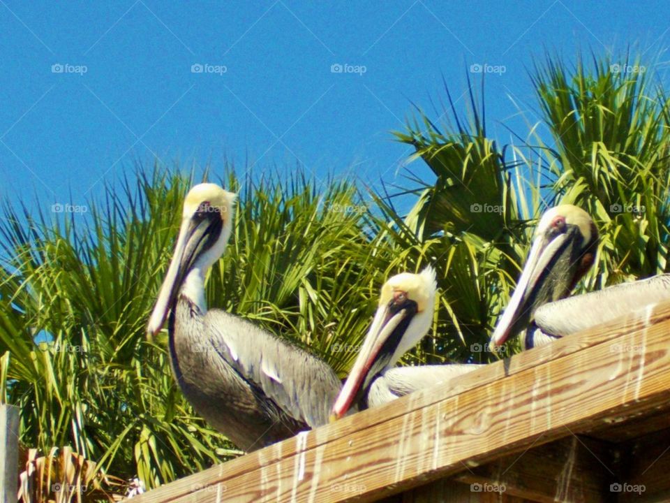 Pelican Trio
