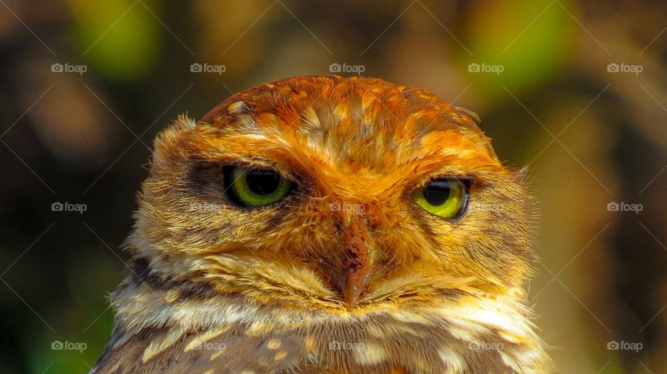 Imponente coruja buraqueira tomando sol após cavar sua toca