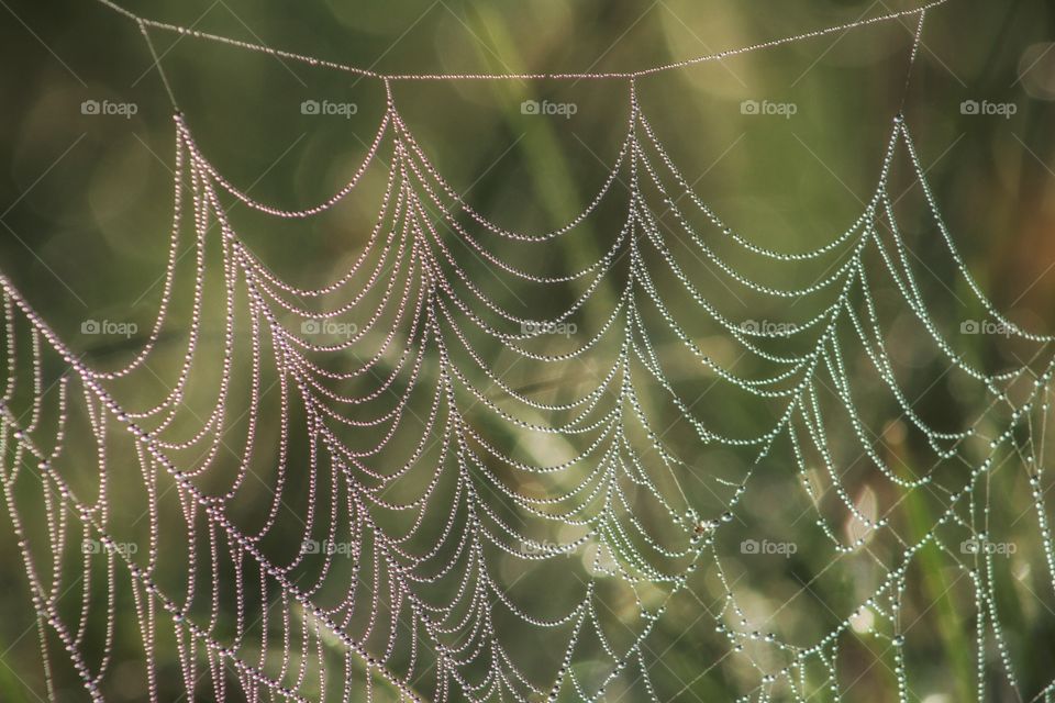 Dew on a spiderweb 