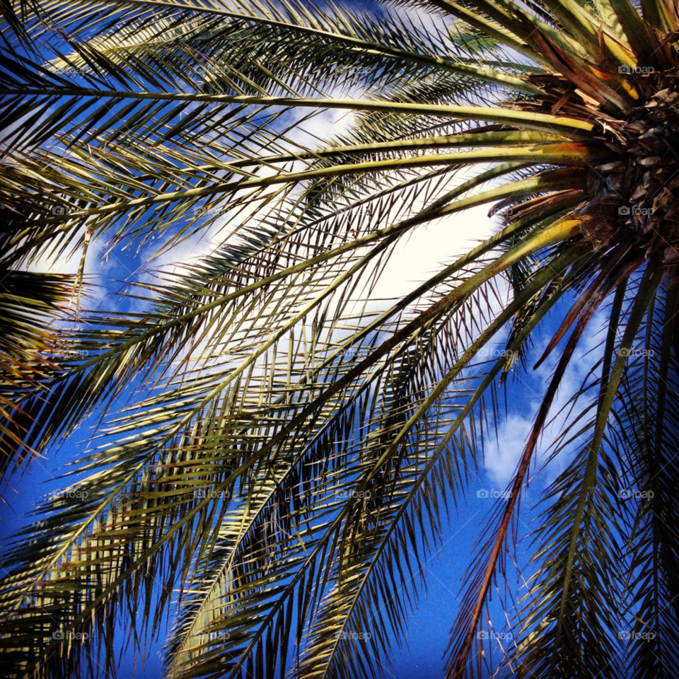 sky tree palm vacation by petern
