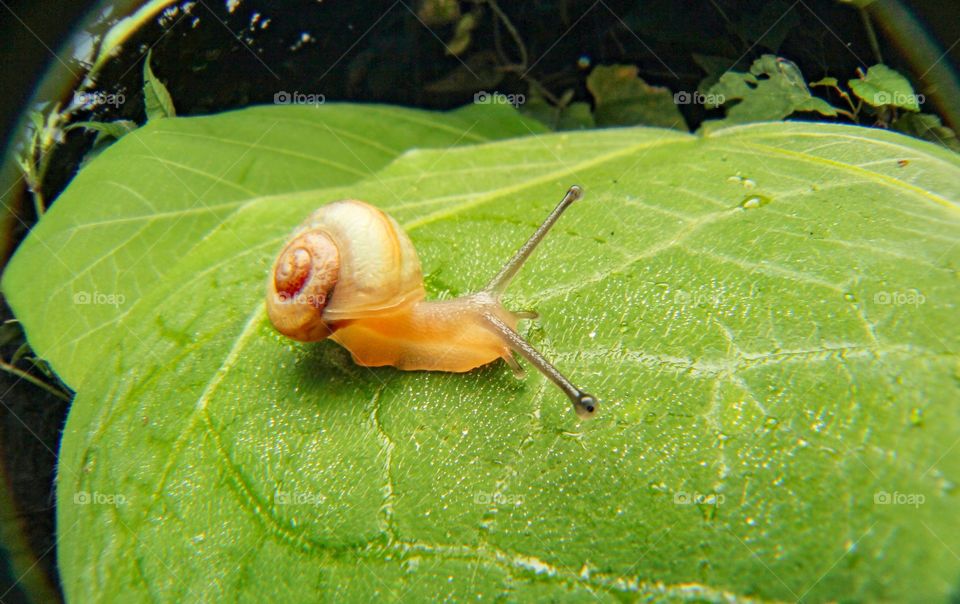 Snail