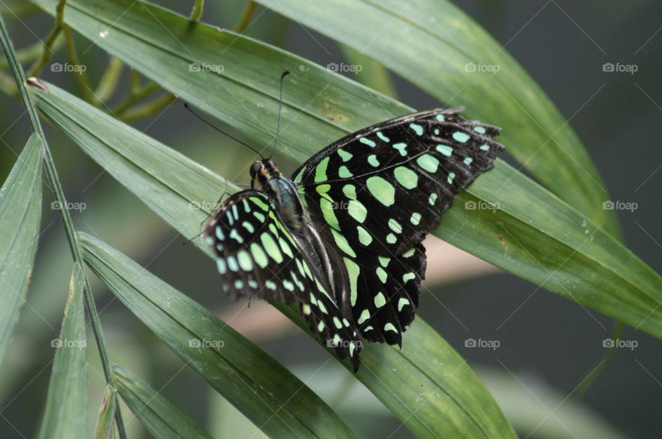 green garden butterfly zoo by stevephot