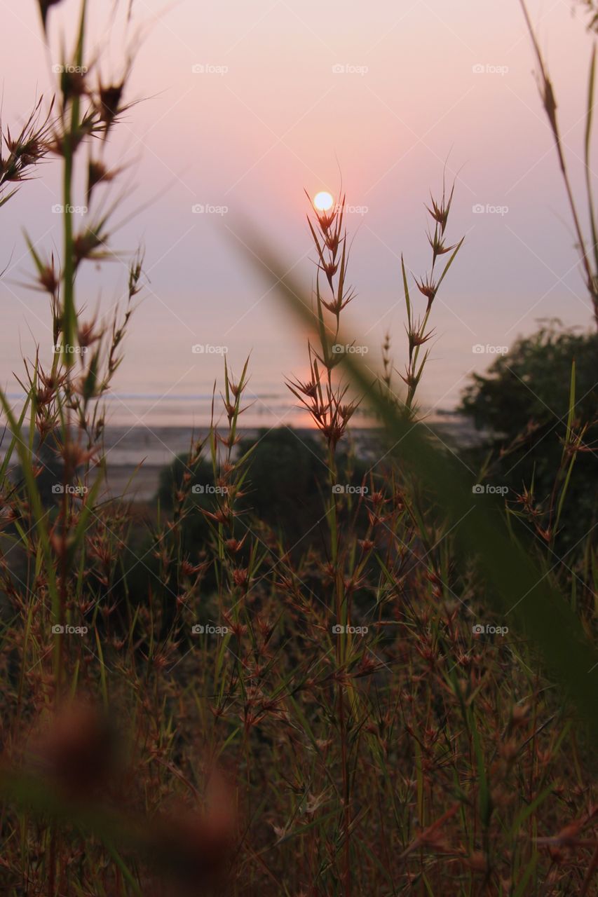 Framed Sunset in the grass