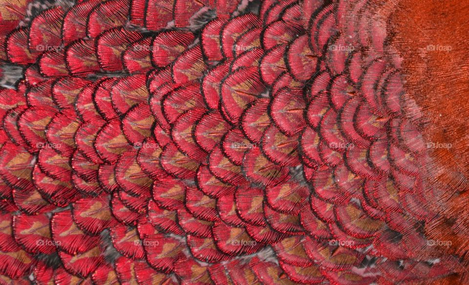 Red Feathers 