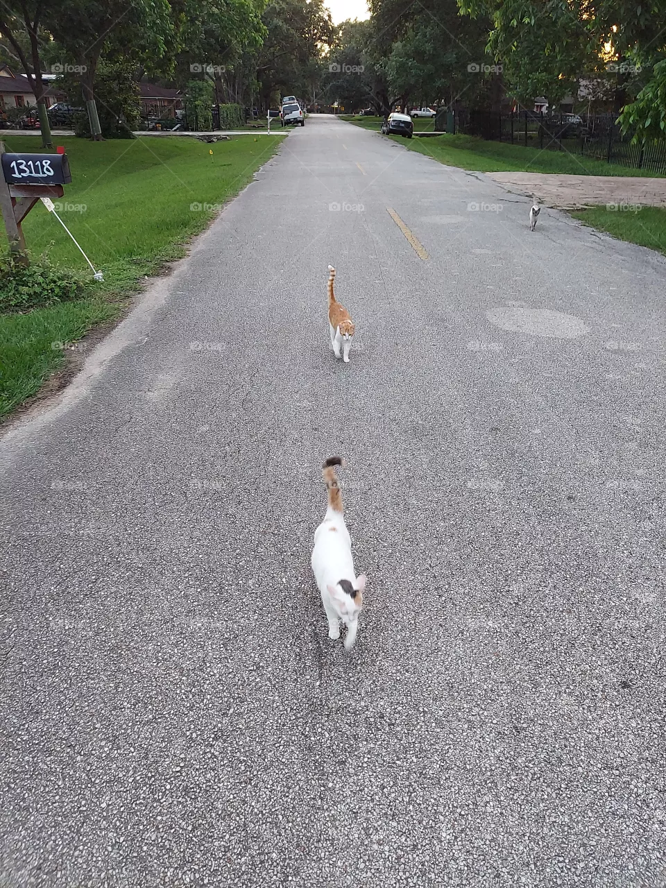 Cat Walk! 🐈🐈🐈!!!🙂!