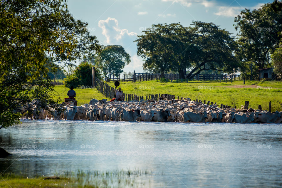 Livestock on wetlands 