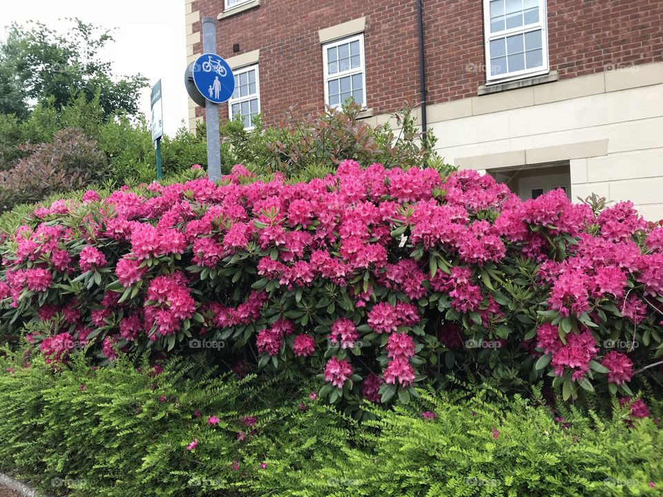Rhododendron,England ,summer