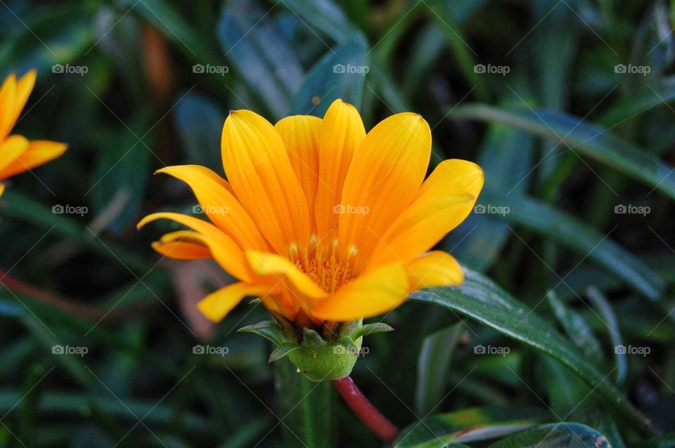 yellow flower in the garden