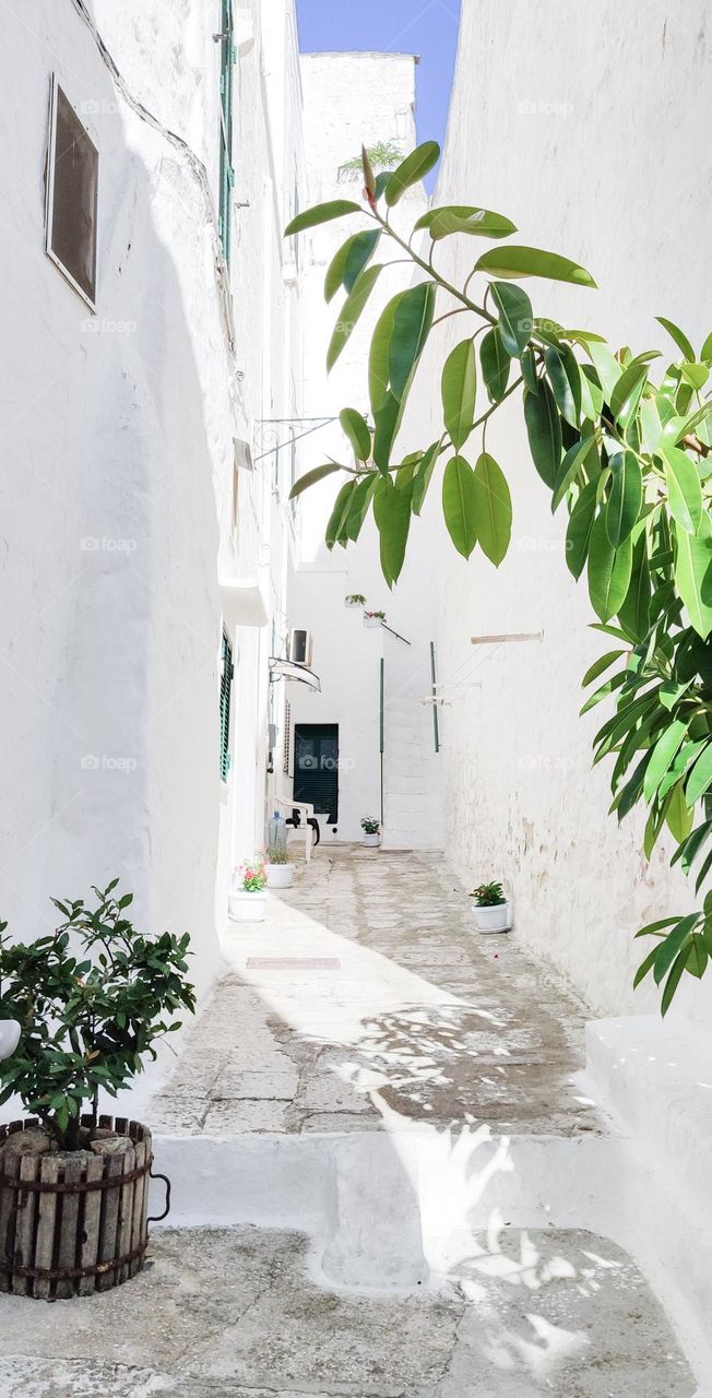 Beautiful snow-white street with stone pavement stairs, houses of ancient architecture, potted flowers and ficus leaves in the city of Ostuni, southern Italy, close-up side view. Concept beautiful vertical wallpaper, ancient city and architecture.