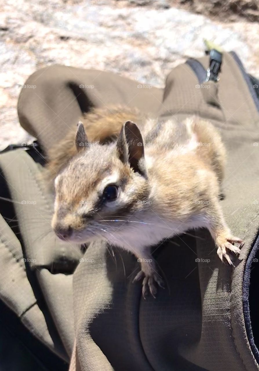 My lunch visitor while hiking in Rocky Mountain National Park - Chipmunk 